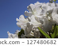 在藍天閃耀的白色杜鵑花 127480682