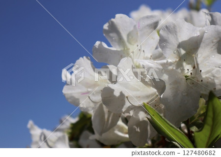 在藍天閃耀的白色杜鵑花 127480682