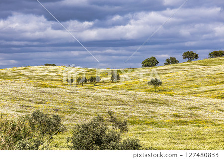 Beautiful landscape with wildflower meadows in Parque Natural do Vale do Guadiana, near Mertola, Portugal, Alentejo Beautiful landscape with wildflower meadows in Parque Natural do Vale do Guadiana, near Mertola, Portugal, Alentejo 127480833