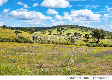 Beautiful landscape with wildflower meadows in Parque Natural do Vale do Guadiana, near Mertola, Portugal, Alentejo 127480837