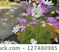 與波斯菊花的風景 127480985