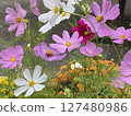 秋花波斯菊季節來了 127480986