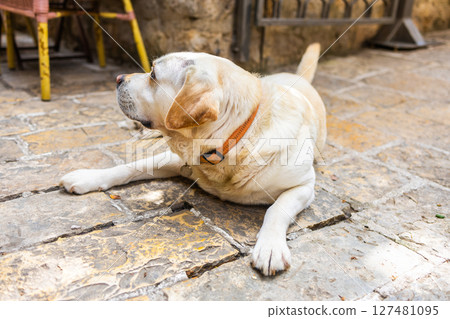 Golden Labrador lying on sunlit stone pavement near outdoor cafe. Relaxed pet, warm weather and peaceful street moment. 127481095