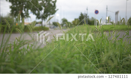 Roadside grass Roadside grass 127481111