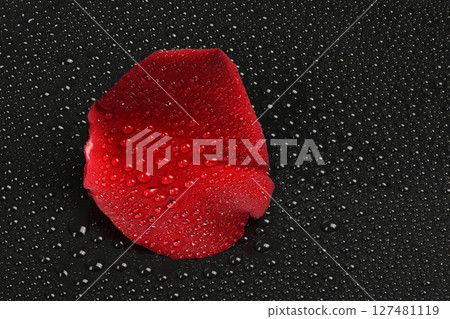 Red rose petal with water drops on a black background. Red rose petal with water drops on a black background. 127481119