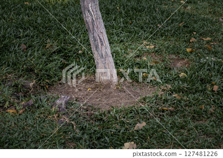 Tree trunk surrounded by green grass and exposed roots 127481226