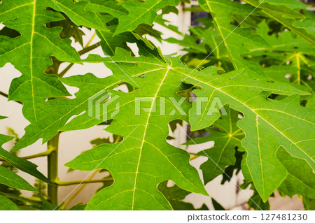 Bright green leaves of a papaya tree in sunlight 127481230