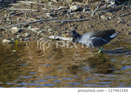 水邊的貨車，美麗的水面 127481589