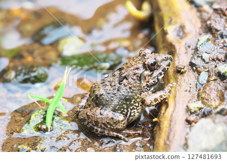 A marsh frog emerges from the water with a small grasshopper behind it 127481693