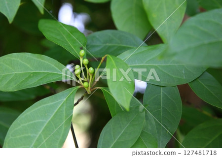 Blue berries of Kuromoji Blue berries of Kuromoji 127481718