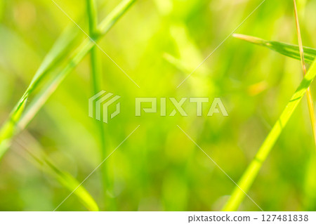 green grass leaf in garden with blur background 127481838