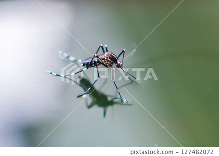 Aedes aegypti mosquitoes on water surface 127482072