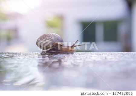 little helix snail on concrete wall close up little helix snail on concrete wall close up 127482092