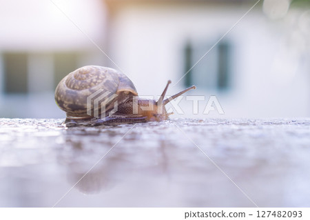 little helix snail on concrete wall close up little helix snail on concrete wall close up 127482093
