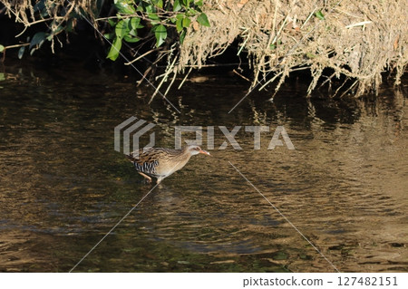 A rail walking through a shallow river with a beautiful evening view 127482151