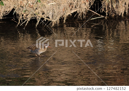 A rail walking through a shallow river with a beautiful evening view A rail walking through a shallow river with a beautiful evening view 127482152