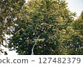 Modern street light surrounded by dense green tree foliage 127482379