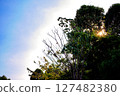 A view of green trees with sunlight peeking through the branches 127482380