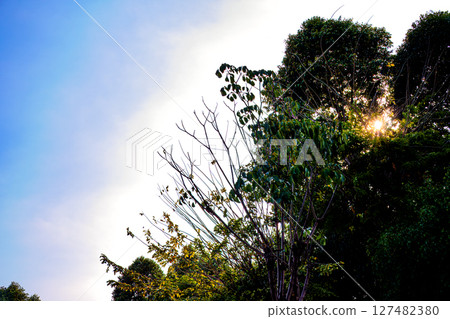A view of green trees with sunlight peeking through the branches A view of green trees with sunlight peeking through the branches 127482380