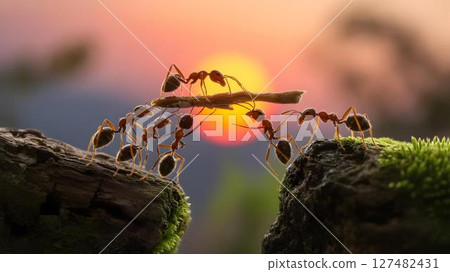 Ants forming bridge with stick across gap at sunset over moss-covered rocks business teamwork concept 127482431