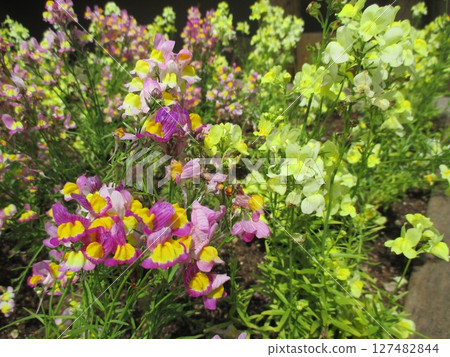 Linaria (Antirrhinum majus) blooms in spring with pretty and colorful flowers. Linaria (Antirrhinum majus) blooms in spring with pretty and colorful flowers. 127482844