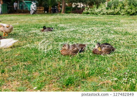 Ducks resting and grazing on a green lawn. Nature, animal life, and peaceful outdoor moments in a park setting. 127482849