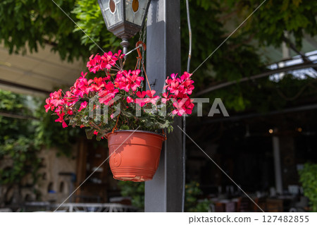Vibrant red geraniums in a hanging pot. Outdoor home decor, floral beauty, and summer terrace atmosphere in a Mediterranean setting. Vibrant red geraniums in a hanging pot. Outdoor home decor, floral beauty, and summer terrace atmosphere in a Mediterranean setting. 127482855