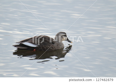 Arao City Port Wild Birds, Arao City Port Wild Birds, 127482879