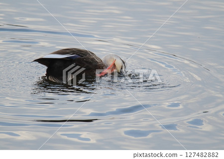 荒尾市港野生鳥類， 127482882