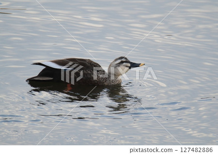 荒尾市港野生鳥類， 127482886