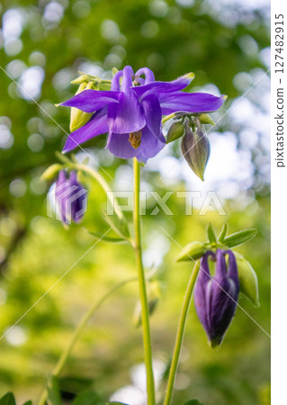 Purple bell flower in spring garden. Aquilegia alpina is a perennial plant, a species of the genus Aquilegia of the family Ranunculaceae Flowers bloom Purple bell flower in spring garden. Aquilegia alpina is a perennial plant, a species of the genus Aquilegia of the family Ranunculaceae Flowers bloom 127482915