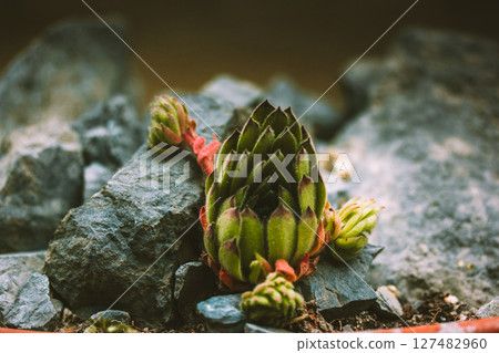 Sempervivum ruthenicum plant rosette is growing in a rock garden. Young succulent plants grow on the grey stones. New growths of a plant Desert nature Sempervivum ruthenicum plant rosette is growing in a rock garden. Young succulent plants grow on the grey stones. New growths of a plant Desert nature 127482960