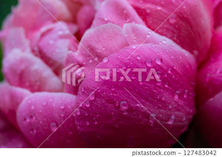 Beautiful pink peony bud with drops of rain water in a spring garden. Blooming summer flowers with raindrops close up. Fragrant flowers in full bloom. 127483042