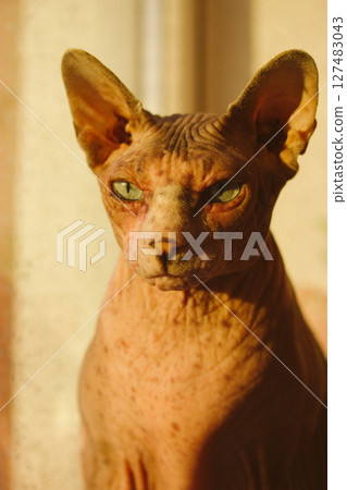 Bald Canadian Spynx cat muzzle in warm sunlight looking away sitting on windowsill looking out a window in rainy day. Feline pet, animal at home. Reflection of a sphinx kitty on a glass with raindrops 127483043