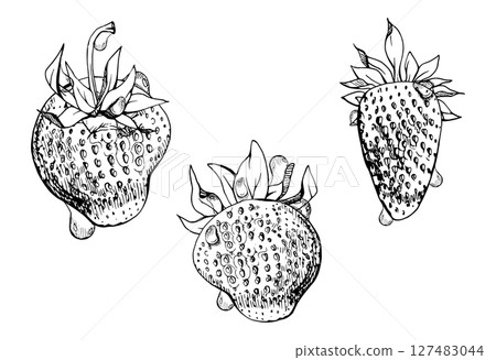 Strawberry ripe fruit with leaves crown on stalk in water dew drops hand drawn in vector ink, garden berry strasberry. Botanical isolated illustration. Home preserves cookbook, grocery store, closeup 127483044