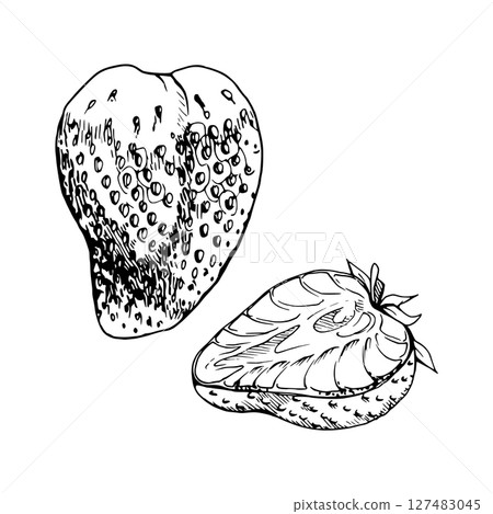 Strawberry ripe fruit with leaves crown full and cut in half hand drawn in vector ink, garden strasberry berry. Botanical isolated illustration. Home preserves cookbook, grocery store food closeup 127483045