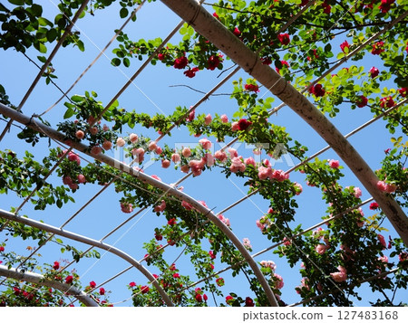 May is the season of roses 127483168