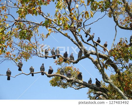 A scene of many pigeons perched on a tree under a blue sky A scene of many pigeons perched on a tree under a blue sky 127483492