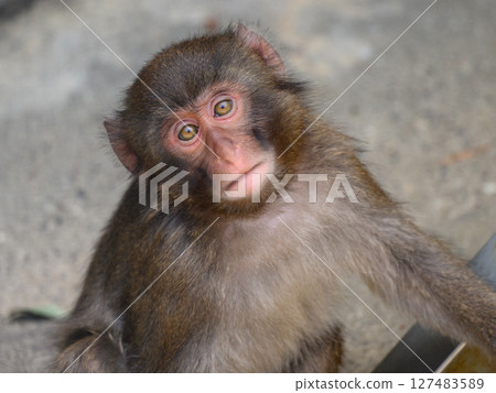日本獼猴警戒的目光 127483589