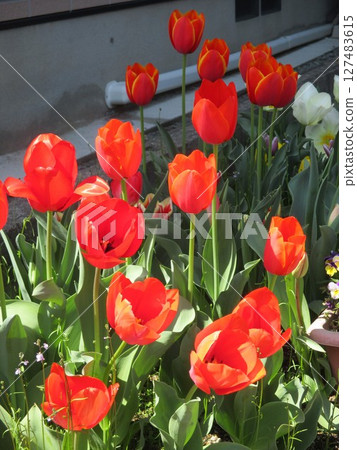 春天盛開的美麗紅色鬱金香 127483615