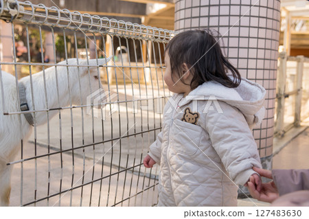 [A one-year-old child looking at goats at the animal play area in Sagamihara City Asamizo Park] 127483630