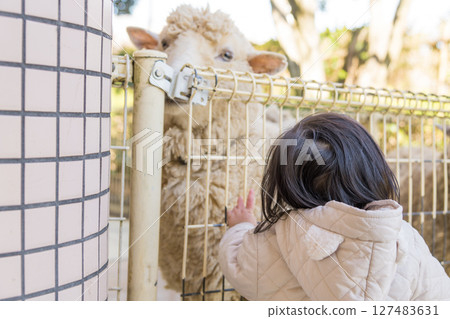 [A one-year-old child touching a sheep at the animal play area in Sagamihara City Asamizo Park] 127483631