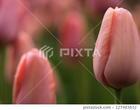 Beautiful tulip flowers with water droplets blooming in April when light rain fell Beautiful tulip flowers with water droplets blooming in April when light rain fell 127483632