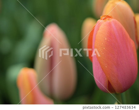 Beautiful tulip flowers with water droplets blooming in April when light rain fell Beautiful tulip flowers with water droplets blooming in April when light rain fell 127483634