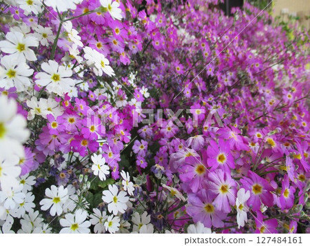Beautiful primrose flowers blooming in a spring flowerbed Beautiful primrose flowers blooming in a spring flowerbed 127484161