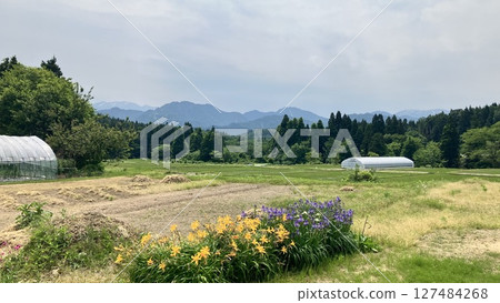 Niigata Rural Scenery June 2025 [Sakai, Tainai City, Niigata Prefecture] 127484268