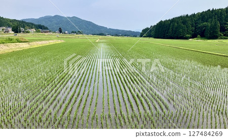 Niigata Rural Scenery June 2025 [Sakai, Tainai City, Niigata Prefecture] 127484269