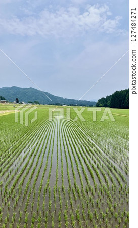 Niigata Rural Scenery June 2025 [Sakai, Tainai City, Niigata Prefecture] 127484271