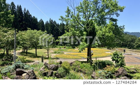 Tainai Flower Park, Tainai City, Niigata Prefecture [Photo taken in June 2025] 127484284