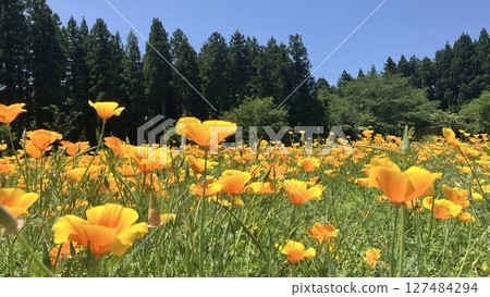 Tainai Flower Park, Tainai City, Niigata Prefecture [Photo taken in June 2025] 127484294